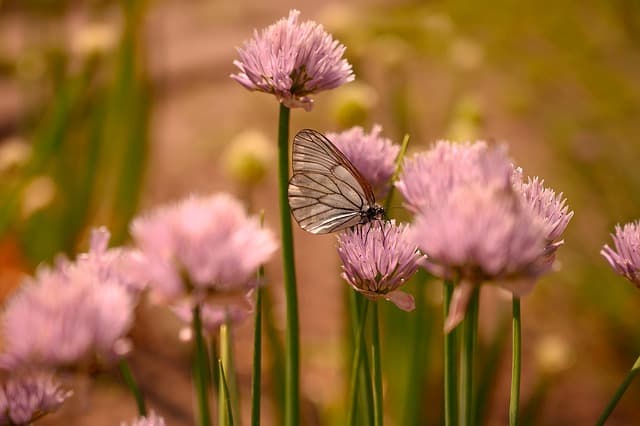 summer, onion, blooms, nature, butterfly, cabbage butterfly
