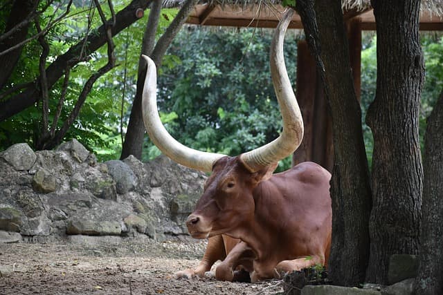 ox, animal, zoo, wildlife, cattle, livestock, farmland, animal photographer, 2024, nature, 2023, animal photography, free animal photos, free pics