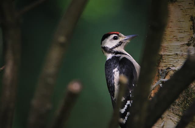 great spotted woodpecker, woodpecker, cub, bird, wildlife, nature, animal, forest bird, feathers, foraging, garden, feeding place, feeding, bird watching, sitting, woodpecker bird, bird food, animal portrait, masculine, male, songbird, woodpecker, woodpecker, woodpecker, woodpecker, woodpecker