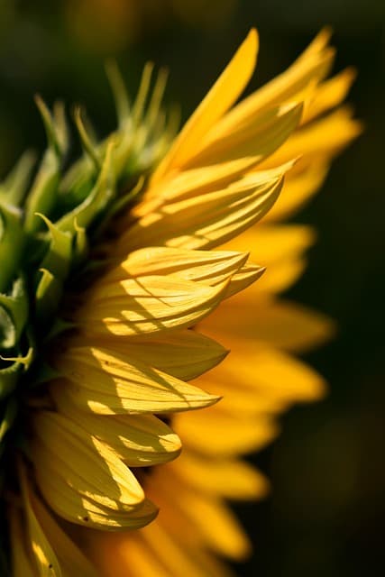 sunflower, flower, plant, yellow flower, petals, bloom, floral background, flower wallpaper, beautiful wallpaper, background, flower background, summer, nature, beautiful flowers, closeup