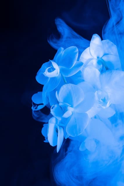 floral, abstract, flower, colorful, flower background, blue, fantasy, smoke, flower wallpaper, beautiful flowers, dream, blue flower, blue abstract, blue fantasy, nature, blue smoke, blue dream