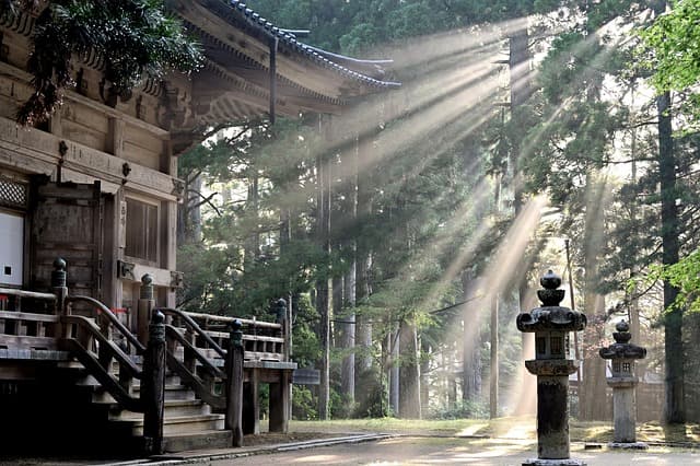 sun rays, forest, koyasan temple, fog, sun beams, nature, trees, japan