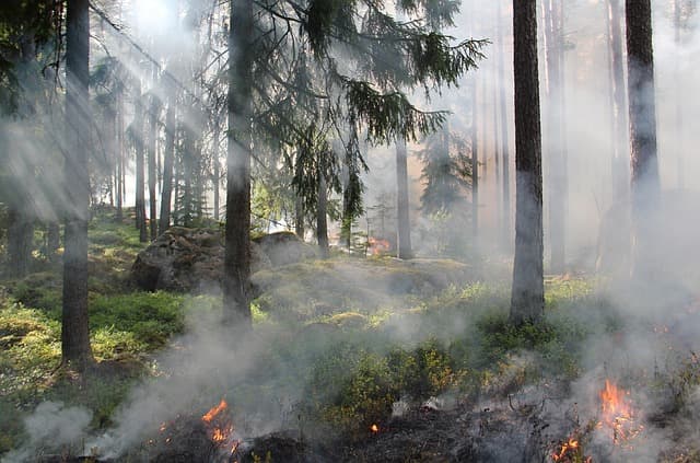 the ugly swamp, nature reserve, burning, nature, fire, smoke, nature conservation burning, sweden, ash, forest fire, hot, forest, tree, nature conservation