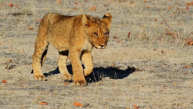 lion, nature, cub, feline, animal, animal world, wildlife, wildlife photography, wild animal, wilderness, etosha, namibia, africa, safari, lion cub