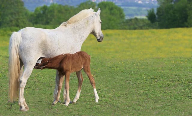 foal, brown, drunk, mom, full hd wallpaper, free background, desktop backgrounds, wallpaper 4k, windows wallpaper, cool backgrounds, mare, 4k wallpaper, mac wallpaper, laptop wallpaper, white, hd wallpaper, horse, 4k wallpaper 1920x1080, baby, wallpaper hd, equine, nature, beautiful wallpaper, field, cute, free wallpaper, wallpaper, desktop picture, yk