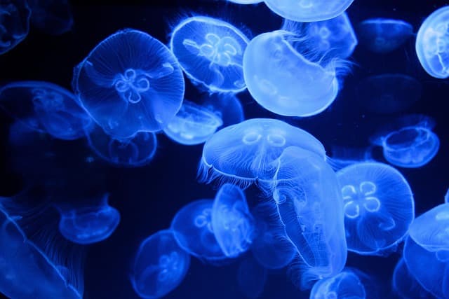 jellyfishes, sea jellies, nature, animal, sea life, marine life, ocean life, wildlife, cnidarian, undersea, sea, baltic sea