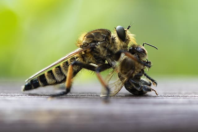 insects, wild, nature, macro, wing, bee, free photo free image