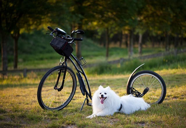 dog, pet, scooter, bicycle, wheels, animal, sport, motion for a resolution, to twist, injury-free, damage, nature, outdoors, training, active, activity, step