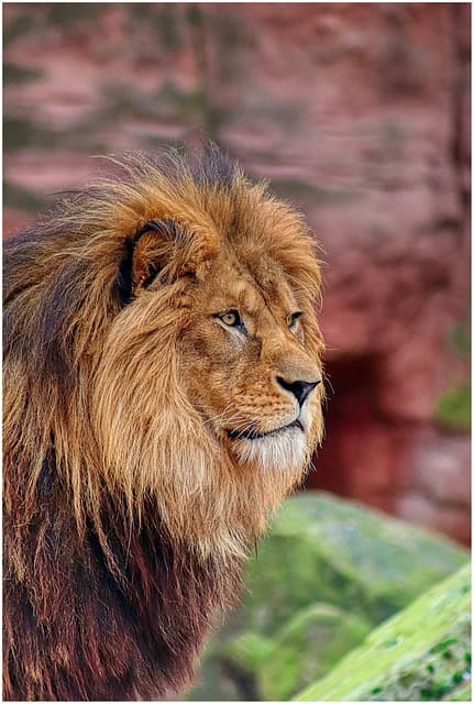 lion, nature, animal, mane, wild, pet, cat