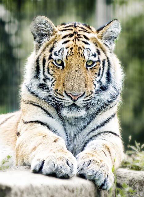 tiger, siberian tiger, big cat, zoo, predator, dangerous, feline, wild ainmal, animal, mammal, nature, animal world, tiger paws, animal portrait, carnivore