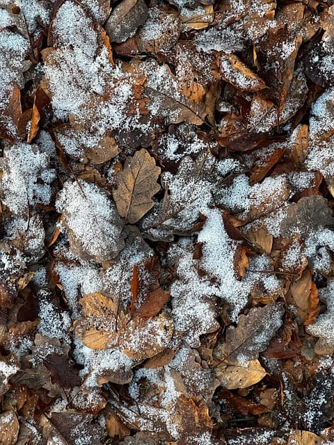 snow, leaves, fall, forest floor, forest, nature, winter