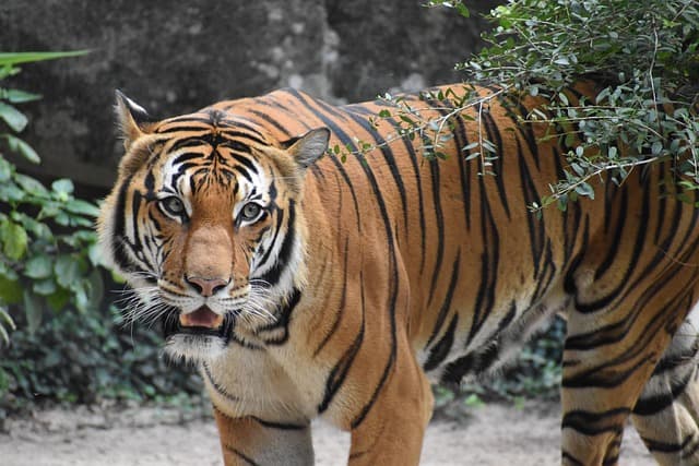 malaysian tiger, wildlife, animal photography, zoology, habitat, feline, nature zone, natural environment, forest, safari, animal, apex predator, hunting, nature, animal photographer 2023-2024, beautiful beast, creation, stripes, striped animals, orange creature, colorful, heaven, danger, wildlife reserve, editors choice