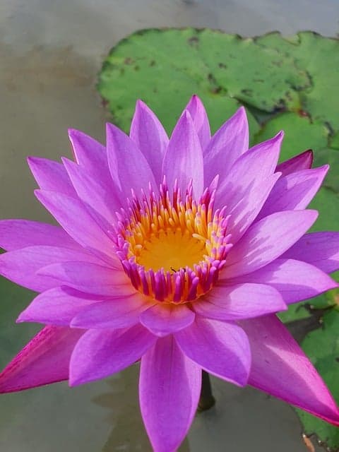lotus, bloom, pond, pink, free to use, petals, close up, photo