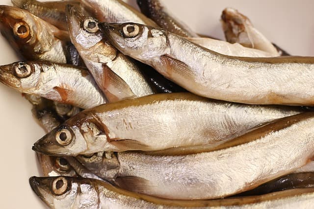 fish, capelin, nature, food, cooking, fresh