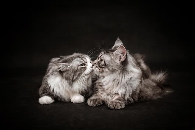 cat, 4k wallpaper, free wallpaper, desktop backgrounds, full hd wallpaper, kiss, dark, mac wallpaper, night, pet, background, free background, wallpaper hd, laptop wallpaper, wallpaper 4k, windows wallpaper, cool backgrounds, 4k wallpaper 1920x1080, animal, nature, photoshoot, hd wallpaper, beautiful wallpaper, photography