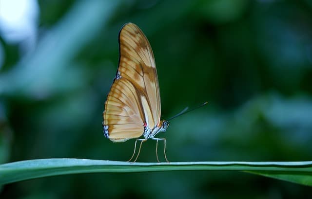 butterfly, insect, winged insect, butterfly wings, fauna, nature, close up, wildlife, entomology, insect, insect, nature, wildlife, wildlife, wildlife, wildlife, wildlife