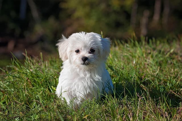 maltese, dog, puppy, small dog, white dog, young, pet, animal, nature, young dog, domestic dog, canine, mammal, cute, adorable, meadow, outdoors, portrait, animal portrait