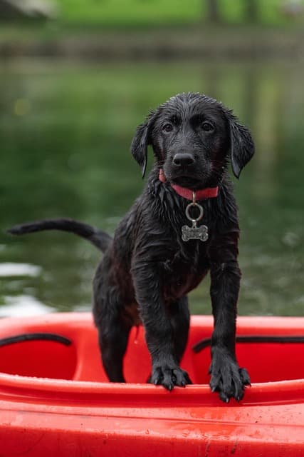labrador, kayak, black labrador, border collie, dog, puppy, swimming, pet, nature, cute, animal