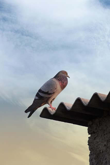 bird, nature, pigeon, free image, royalty free image, wildlife, free image, free image, free image, free image, free image