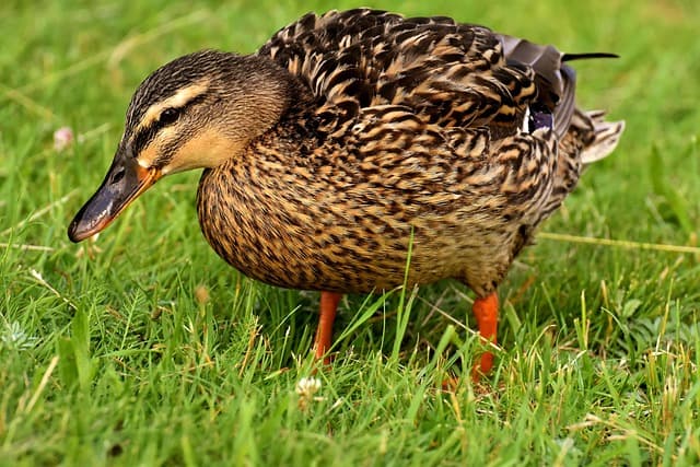mallard, duck, bird, nature, plumage, poultry, ducks, water bird, animal, wildlife, duck bird, duck, duck, duck, duck, duck