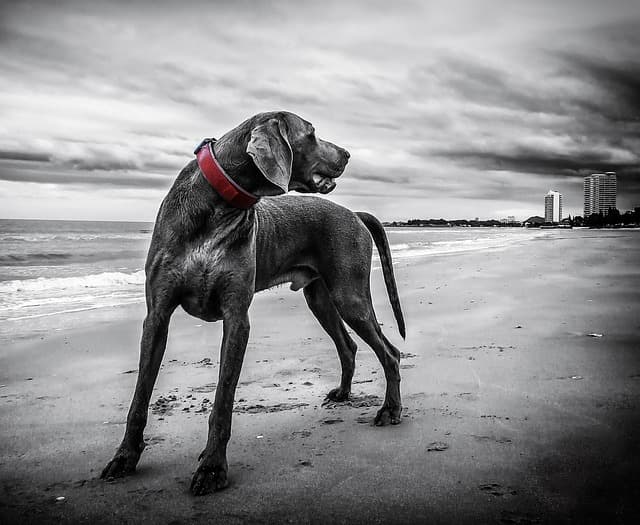 weimaraner, dog, beach, pet, black dog, black fur, sand, shore, seashore, nature, animal, coast, coastline, sea, ocean, black and white