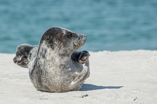 gray seal, seals, nature, animal, sea animal, halichoerus grypus, helgoland, dune, beach, sand, sea creatures, sea island, lie, sea, water, north sea