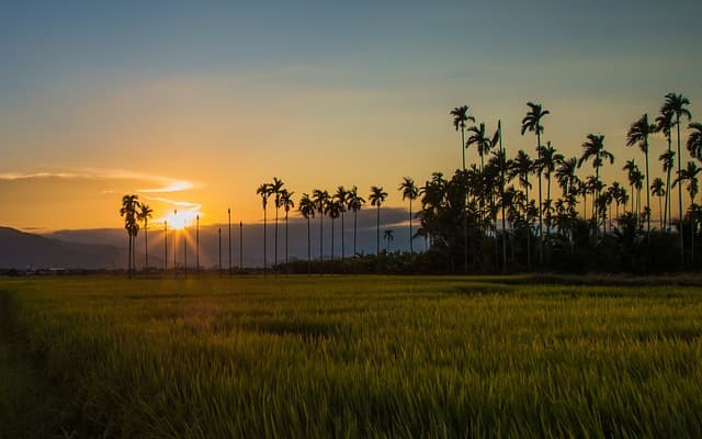 landscape, nature, countryside, sunset, photo download for free, paddy