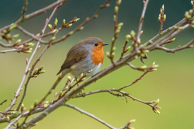 robin, bird, wild bird, songbird, ornithology, animal, wildlife, bird watching, species, fauna, branch, plumage, nature, warbler