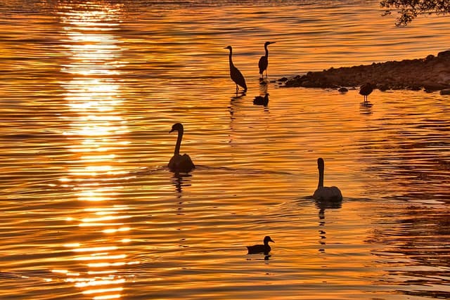 birds, morning sun, sunrise, golden, water, animals, nature, sun, swan, grey heron, morning sun, morning sun, morning sun, morning sun, morning sun, sunrise, sunrise, sunrise, nature, sun, sun, sun