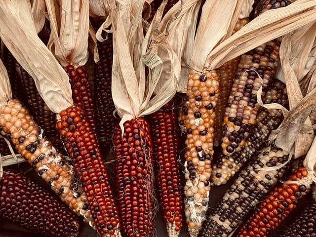 corn, harvest, fall, thanksgiving, colorful, vegetable