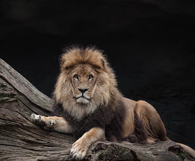 lion, nature, king, predator, species, fauna, wildlife, animal, mammal