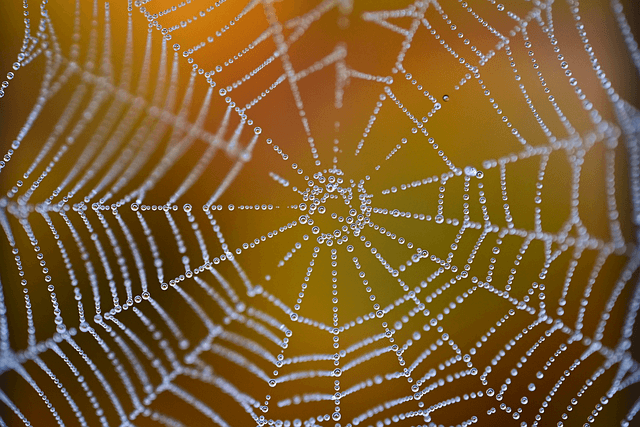 web, windows wallpaper, net, full hd wallpaper, free background, cool backgrounds, wallpaper hd, dew, beautiful wallpaper, desktop backgrounds, hd wallpaper, wallpaper 4k, laptop wallpaper, mac wallpaper, drop, free wallpaper, autumn, nature, background, 4k wallpaper, 4k wallpaper 1920x1080, photo