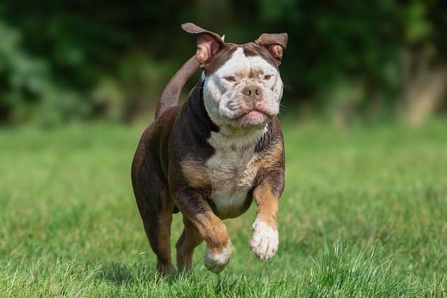 animal, nature, pet, bulldog, dog, canine, mammal, play, grass