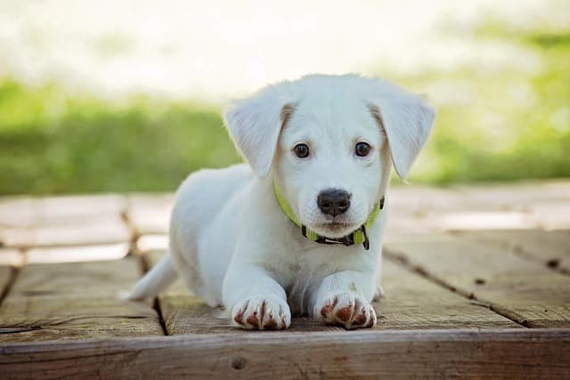 puppy, dog, pet, collar, dog collar, white puppy, white dog, domestic, domestic dog, nature, lying down, portrait, dog portrait, animal, cute, white, adorable, canine, doggy, looking